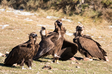 Drei Mönchs- und ein Gänsegeier auf einem Hochplateau in den spanischen Pyrenäen