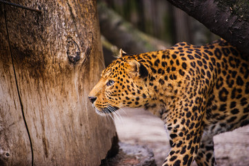 Portrait of a beautiful leopard