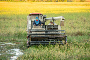 Fototapeta premium NAKHON PHANOM, THAILAND - NOV 18, 2018 : Harvester machine working harvesting rice in the field.