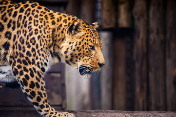 Portrait of a beautiful leopard