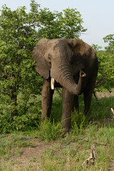 Wild african elephant close up, Botswana, Africa