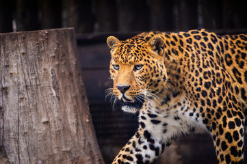 Portrait of a beautiful leopard