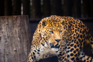 Portrait of a beautiful leopard