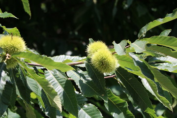 Chestnuts on the tree in Italy