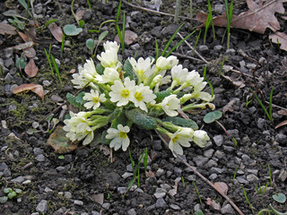 Spring in Botanical garden,Zagreb,Croatia,Europe,spring flowers,Primrose,17