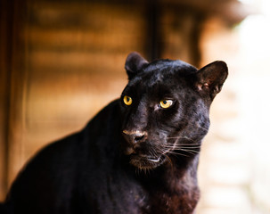Beautiful black Panther © The Len