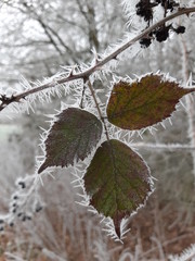 Blatt im Frost
