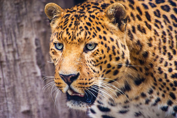 Fototapeta na wymiar Portrait of a beautiful leopard
