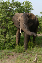 Wild african elephant close up, Botswana, Africa