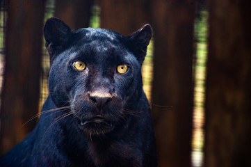 Naklejka na ściany i meble Beautiful black Panther