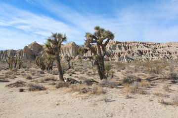 Joshua tree 
