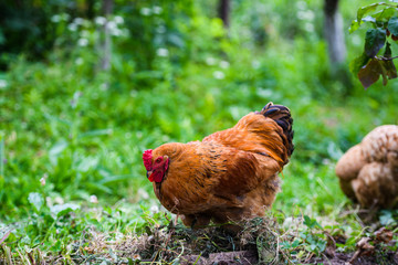 hen on a farm