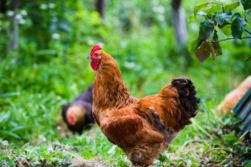 Red Rooster. Cock, rustic rural picture in sunny day.
