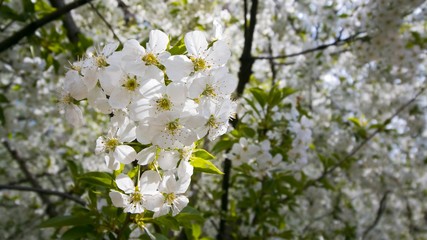 cherry blossom trees in European garden, Prunus cerasus, macro texture background of beautiful white tender flowers in spring, shallow depth of field