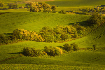 Fototapeta premium Moravian Tuscany in spring