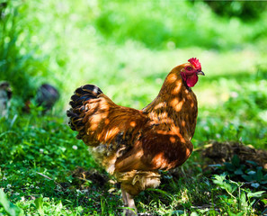 Fototapeta premium chicken on a farm