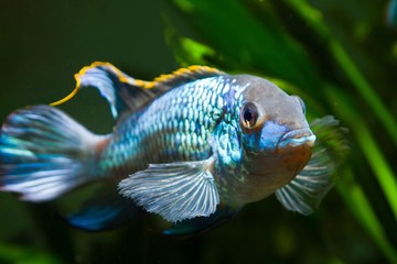Fototapeta premium freshwater spectacular and powerful male Nannacara anomala neon blue cichlid showing its spawning behaviour