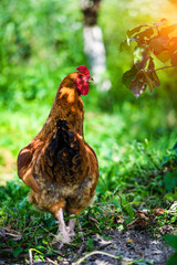 chicken on a farm