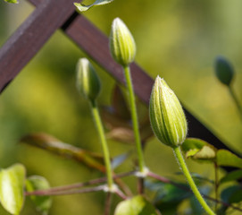 Flower buds of white clematis in the spring garden. Bush of white clematis.