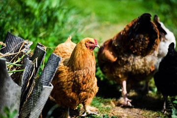 chicken on a farm