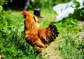 chicken on a farm