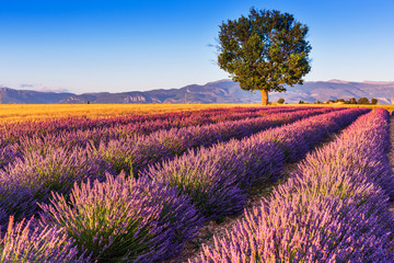 Provence, France. Valensole plateau.