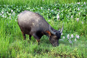 Rice fields near Hoi An with water buffalo - Vietnam Asia