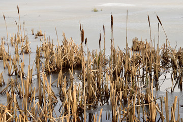 frozen lake reedmace