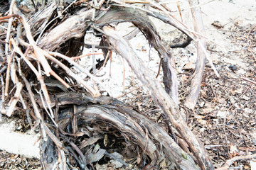  tree branches texture