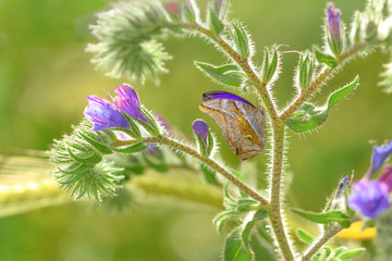 Closeup   beautiful butterfly sitting on flower.