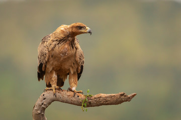 Tawny eagle perched on a branch