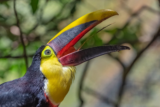 black-mandibled toucan, Ramphastos ambiguus swainsonii, colorful bird with the beak open, with its clearly visible tongue,  in Costa Rica 