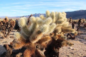 Obraz premium Joshua tree 
