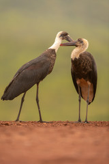 Couple of Woolly-necked storks preening