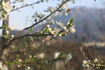 Trento - Trentino e i suoi fiori 