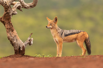 African Black-backed Jackal in natural environment