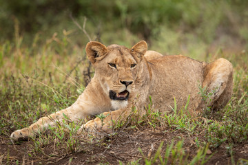 Fototapeta na wymiar Lioness in the wild