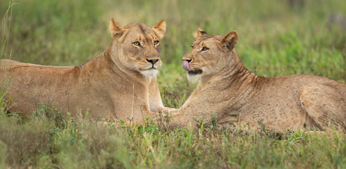 Lionesses in the wild