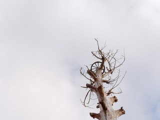 tree without branches and leaves for stork nests