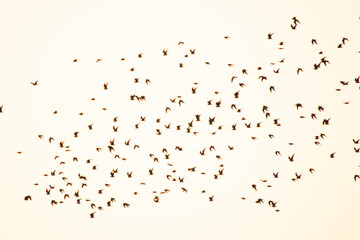 silhouette flock of bird in the sky