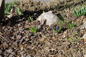 Trento - Trentino e i suoi fiori 
