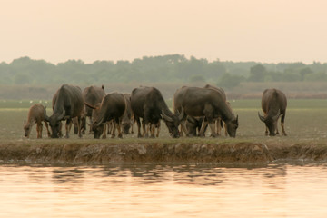 Fototapeta na wymiar swamp buffalo in peat swamp around lagoon