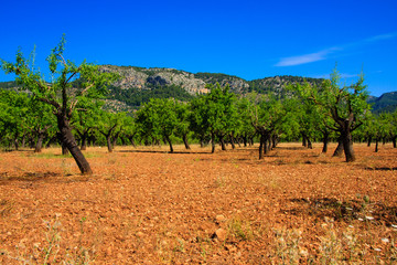 Fototapeta na wymiar Mandelbäume auf Mallorca mit Tramuntanagebirge im Hintergrund