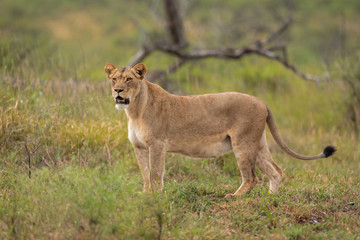 Obraz na płótnie Canvas Lioness in the wild