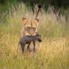 Obraz na płótnie Canvas Lioness with warthog piglet as prey