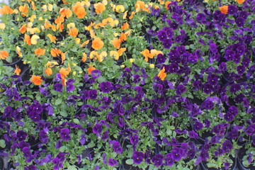 Trento - Trentino e i suoi fiori 