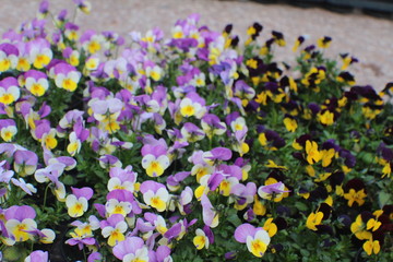 Trento - Trentino e i suoi fiori 