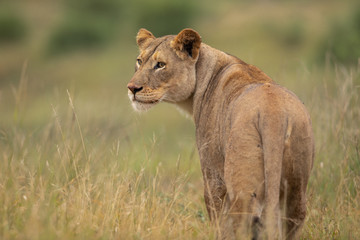 Lioness in the wild