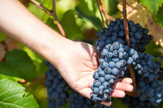 Grapes harvest. Farmers hands with freshly harvested black grapes. vineyard in Puglia, is in southern Italy, particularly Manduria