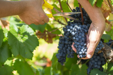 Naklejka na ściany i meble Grapes harvest. Farmers hands with freshly harvested black grapes. vineyard in Puglia, is in southern Italy, particularly Manduria